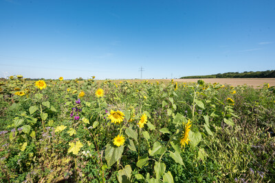 Vorstellung einer Fläche speziell für den Rebhuhnschutz nahe des Wolfenbütteler Ortsteils Leinde. Derartige Projekte werden im Zuge des Natur- und Artenschutzbündnisses „Der Niedersächsische Weg“ vermehrt umgesetzt.