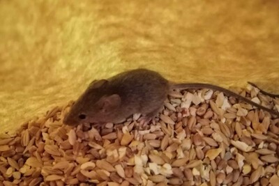 Hausmaus - © Dr. Lutz Fischer / LAVES /media/media/B46403BE-9943-5EA3-04124E7466839ADB.jpg