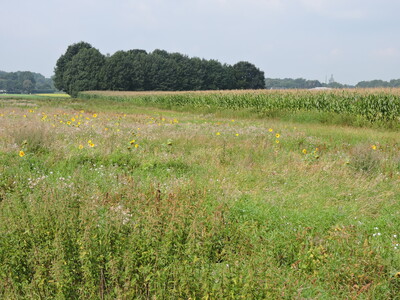 Landwirtschaftliche Fläche - © Nora Kretzschmar Landwirtschaftliche Fläche