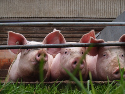 Öko-Schweine im Auslauf