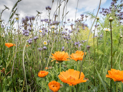 Unterzeichnung der Vereinbarung Der Niedersächsische Weg – Maßnahmenpaket für Natur-, Arten- und Gewässerschutz am 25.05.2020 in Wunstorf.