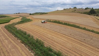 Getreideernte im Agroforst - © Stefan Schreiber / Landwirt Getreideernte im Agroforst