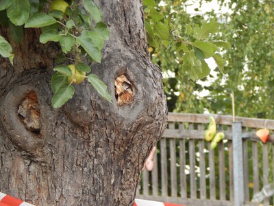 Hornissennest in der Stammhöhlung eines Baumes
