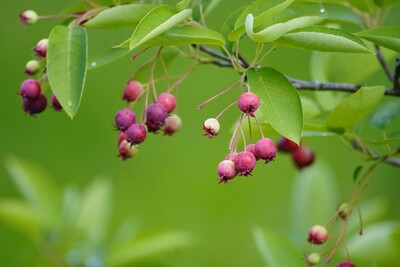 Früchte der Felsenbirne (Amelanchier)