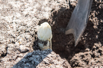 Ernte von Weißem Spargel mit einem Schwalbenschwanz-Stechmesser in einer Anlage in der Region Hannover. - © Wolfgang Ehrecke Ernte von Weißem Spargel mit einem Schwalbenschwanz-Stechmesser in einer Anlage in der Region Hannover.