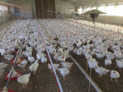 Privathof-Geflügel der Marke Wiesenhof - © Andrea Meyer, Fb 3.5 - © Andrea Meyer Privathof-Geflügel der Marke Wiesenhof