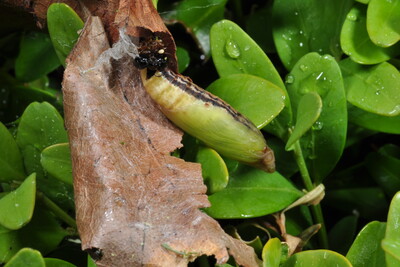 Buchsbaumzünsler-Puppe - © Dr. Thomas Brand Buchsbaumzünsler-Puppe