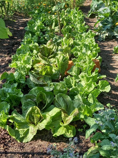 Salat - © Ursel Kruse /media/media/872B985E-062D-82F7-68D4D550EC6569AB.jpg