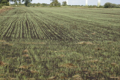 Grünlandneuansaat im Herbst