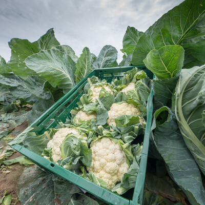 Blumenkohl in Kiste auf Feld