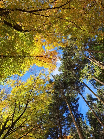 Wald - © Almut Eilers /media/media/C121D933-02A0-1854-E4FF846296BB9BE8.jpg