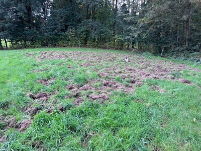 Wildschaden DGL Sauen - © Sebastian Bönsch /media/media/A0EA87D4-9ED9-CFBE-410506D8C38F80D5.jpg