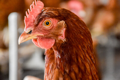 Tierwirt*in Geflügel - © Andreas Teichler /media/media/4B922AAB-E66D-05B9-D30BAB8D25A7F272.jpg