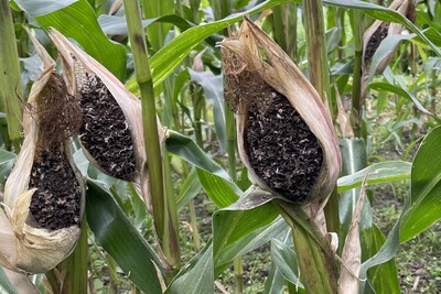 Maiskopfbrand - starker Befall im Bestand - © Karl-Gerd Harms Maiskopfbrand - starker Befall im Bestand