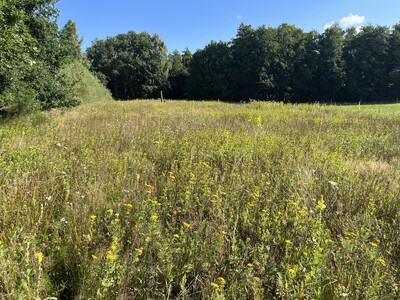 Blühfläche - © Hauke Ahnemann Blühfläche