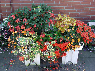 Musterkasten Begonia u.a. - © Annette Pilz Verschiedene bunte Blumen in einem weißen Pflanzgefäß vor einer Ziegelwand.