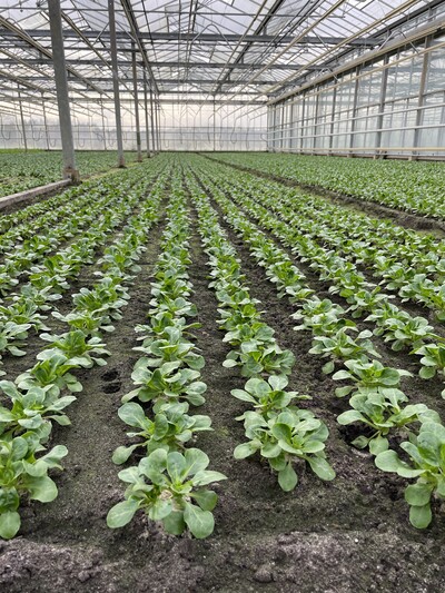 Feldsalat kurz vor der Ernte. - © Celina Judith Teuner Erdfrüchte Hatten