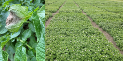 Krautfäule-Infektion Kartoffel --- Versuchsfeld - © Lüder Cordes Krautfäule-Infektion Kartoffel --- Versuchsfeld