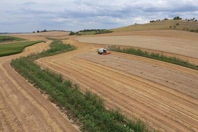 Getreideernte im Agroforst - © Stefan Schreiber / Landwirt /media/media/57EFF47C-A077-3D2F-3962B80A4083ACA1.JPG