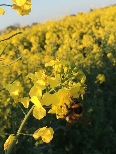 Rapsblüten - © Carsten Rieckmann Rapsblüten