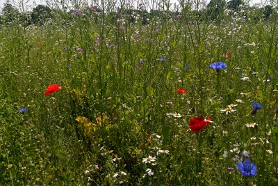 BF1_Mischung - © Janosch Hans BF1_Mischung