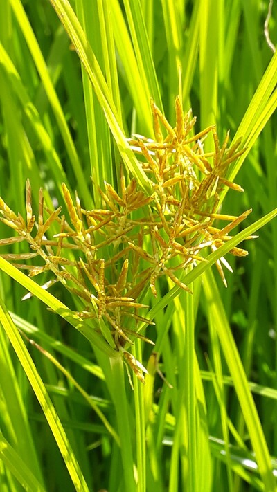 Blüte Erdmandelgras