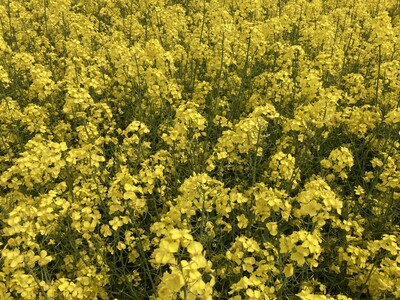 Blühender Raps - © Carsten Rieckmann Blühender Raps
