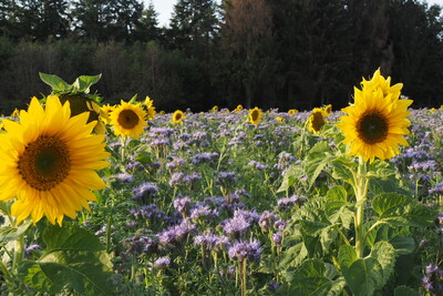 Blühfläche - © Ilka Richter Blühfläche