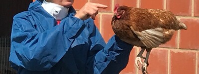 - © Anne Zetl Tierbeurteilung Legehenne