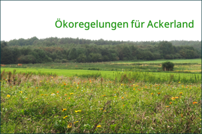 Ökoregelung für Ackerland - © Hauke Ahnemann /media/media/68CB4F15-B4A9-809D-CF82716AA2ED30B3.png