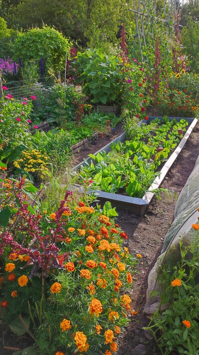 Das Freizeitgartenbau-Programm der Landwirtschaftskammer Niedersachsen für 2025 ist fertig. Hobbygärtner/innen können zum Beispiel im Bäuerlichen Nutzgarten der Niedersächsischen Gartenakademie lernen, Gemüse im eigenen Garten anzubauen.