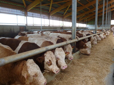 Bullenmast - © Heidi Meine-Schwenker Bullenmast