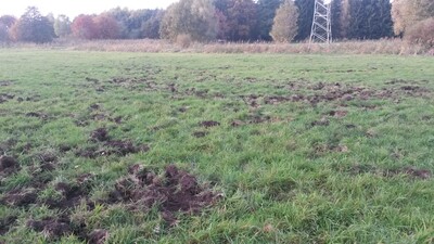 Wildschäden - © Patrik Meier /media/media/1B9691B7-CACA-1D95-21F3681796A7C130.jpg