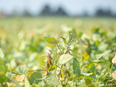 LeguNet-Soja-Feldtag der Landwirtschaftskammer Niedersachsen in Blender (Kreis Verden).