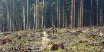 Fangholzhaufen auf einer Freifläche