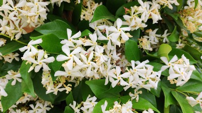 echter Jasmin in Blüte