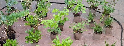 - © Almut Eilers Staudenplanung