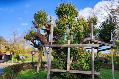 1000-jährige Linde in Dreibergen - © Nadja Krause Mehrstämmige Linde - ältester Baum im Ammerland