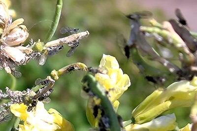 Läuse im Gemüsegarten - © Anke Müller Läuse im Gemüsegarten