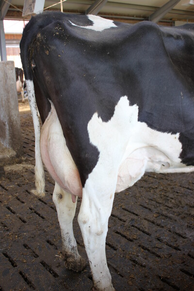 Saubere Kühe haben deutlich niedrigere Milchzellzahlen