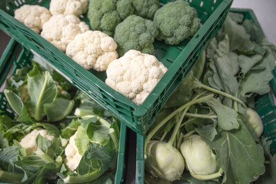 Blumenkohl, Brokkoli, Kohlrabi in Kisten