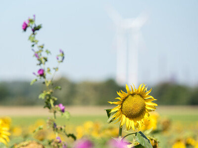 Vorstellung einer Fläche speziell für den Rebhuhnschutz nahe des Wolfenbütteler Ortsteils Leinde. Derartige Projekte werden im Zuge des Natur- und Artenschutzbündnisses „Der Niedersächsische Weg“ vermehrt umgesetzt.