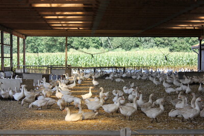 Gänse im Stall