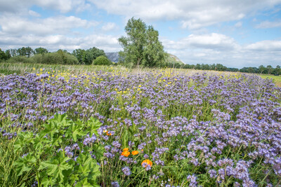 Unterzeichnung der Vereinbarung Der Niedersächsische Weg – Maßnahmenpaket für Natur-, Arten- und Gewässerschutz am 25.05.2020 in Wunstorf.