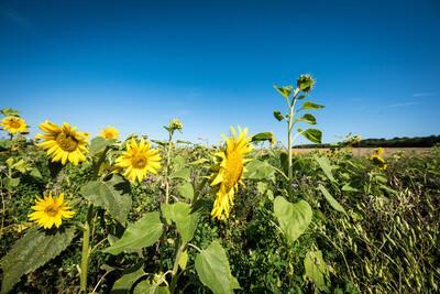 Vorstellung einer Fläche speziell für den Rebhuhnschutz nahe des Wolfenbütteler Ortsteils Leinde. Derartige Projekte werden im Zuge des Natur- und Artenschutzbündnisses „Der Niedersächsische Weg“ vermehrt umgesetzt.