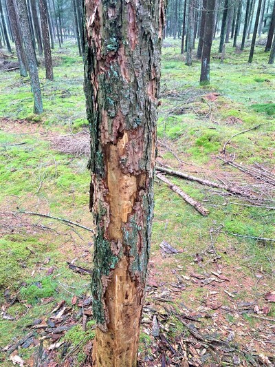 Lärche mit teilweise abgefallener Rinde