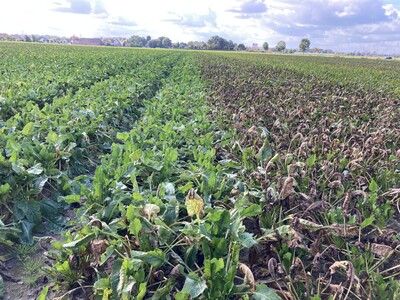 Sortenunterschiede beim Cercosporabefall - © Dr. Bernhard Werner Sortenunterschiede beim Cercosporabefall