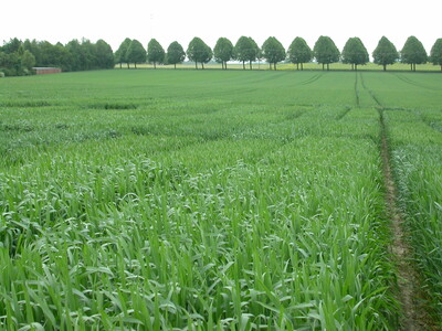 /media/media/winterweizen_feld_thiel.jpg