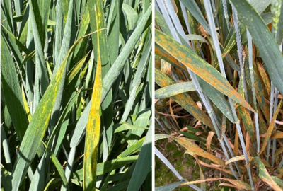 Gelbrost und Braunrost im Winterweizen - © Lüder Cordes Gelbrost und Braunrost im Winterweizen