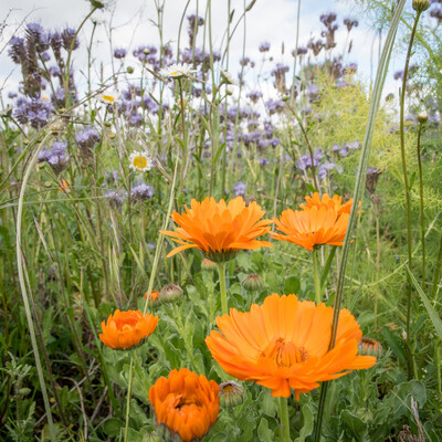 Unterzeichnung der Vereinbarung Der Niedersächsische Weg – Maßnahmenpaket für Natur-, Arten- und Gewässerschutz am 25.05.2020 in Wunstorf.